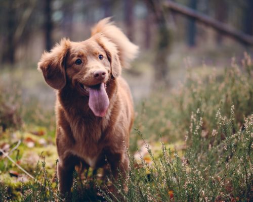 dog in field, Petsmart Blakeney Town Center Charlotte, NC